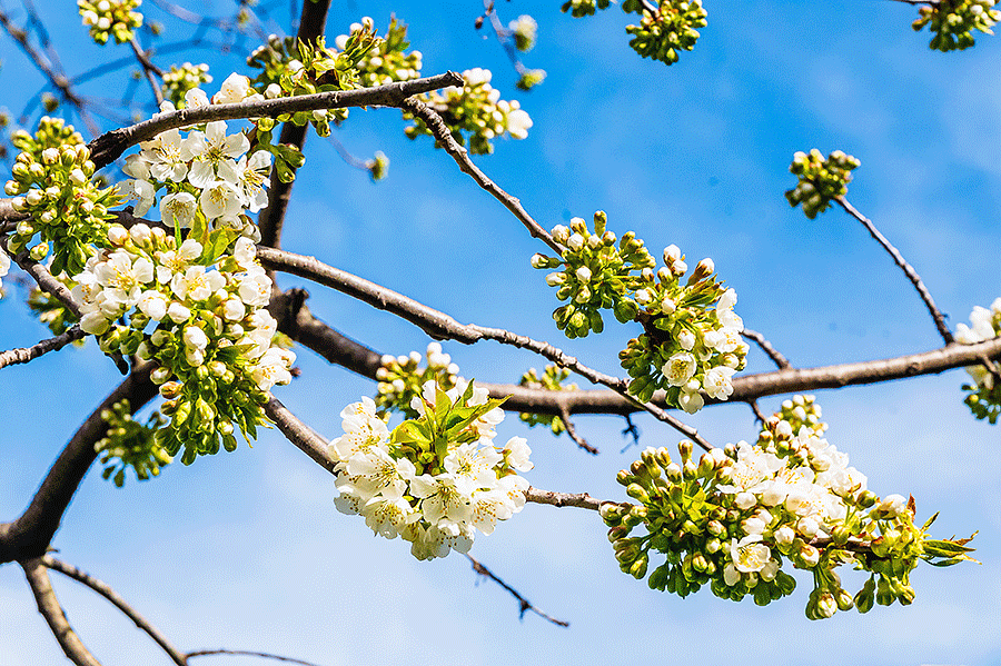 Frühling: Unser Kirschenbaum im Garten beginnt zu blühen - Foto JoSt © 2024